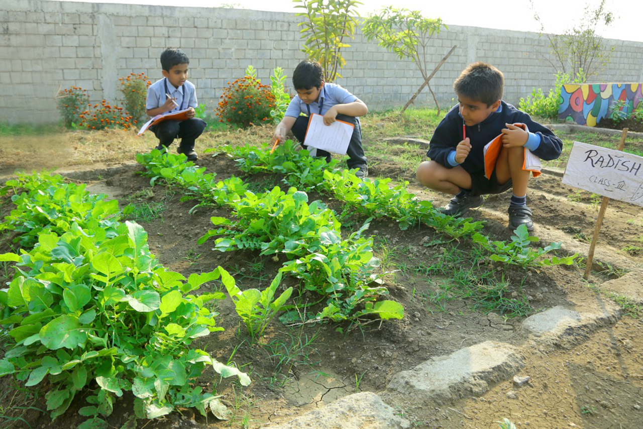 Farming || The Aarambh School